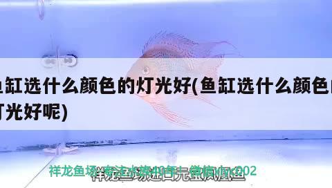 魚缸選什么顏色的燈光好(魚缸選什么顏色的燈光好呢)