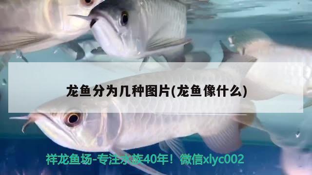 龍魚分為幾種圖片(龍魚像什么) 養(yǎng)魚知識