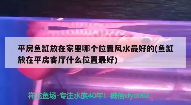 平房魚(yú)缸放在家里哪個(gè)位置風(fēng)水最好的(魚(yú)缸放在平房客廳什么位置最好) 魚(yú)缸風(fēng)水