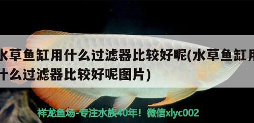 水草魚缸用什么過濾器比較好呢(水草魚缸用什么過濾器比較好呢圖片) 水草