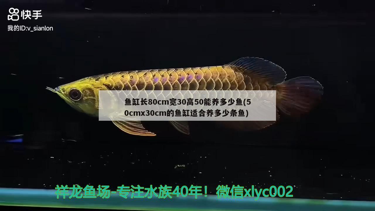 魚缸長80cm寬30高50能養(yǎng)多少魚(50cmx30cm的魚缸適合養(yǎng)多少條魚)