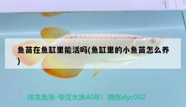 魚苗在魚缸里能活嗎(魚缸里的小魚苗怎么養(yǎng)) 元寶鳳凰魚百科