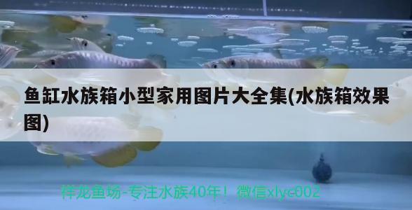 魚缸水族箱小型家用圖片大全集(水族箱效果圖)