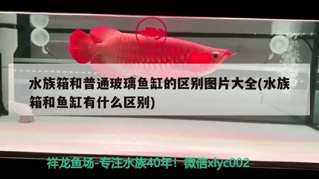 水族箱和普通玻璃魚缸的區(qū)別圖片大全(水族箱和魚缸有什么區(qū)別)