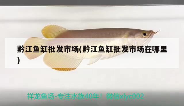 黔江魚缸批發(fā)市場(黔江魚缸批發(fā)市場在哪里)