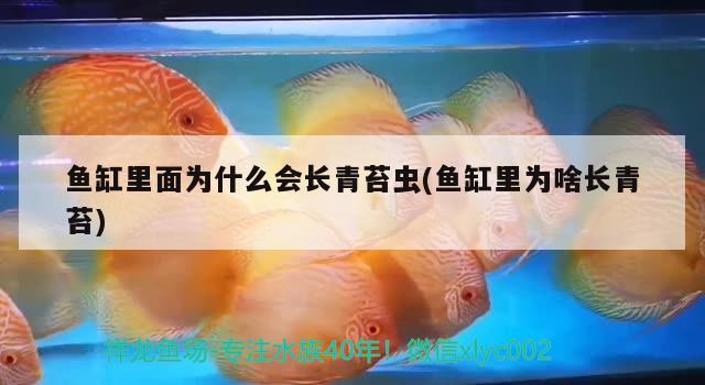 魚缸里面為什么會長青苔蟲(魚缸里為啥長青苔) 稀有金龍魚