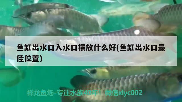 魚缸出水口入水口擺放什么好(魚缸出水口最佳位置)