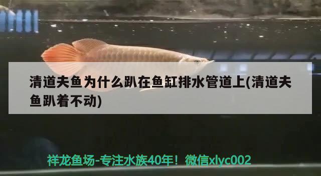 清道夫魚為什么趴在魚缸排水管道上(清道夫魚趴著不動) 粗線銀版魚苗