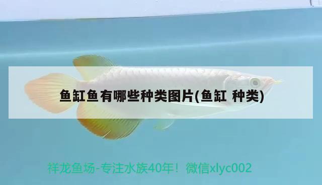 魚缸魚有哪些種類圖片(魚缸種類)