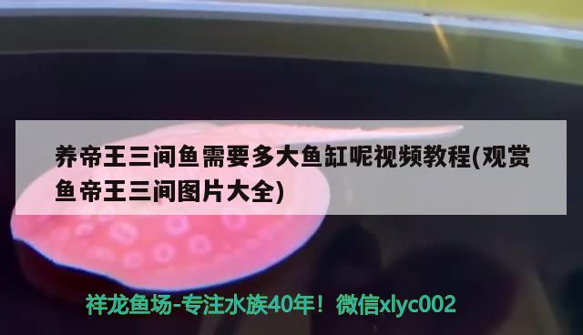 養(yǎng)帝王三間魚需要多大魚缸呢視頻教程(觀賞魚帝王三間圖片大全)