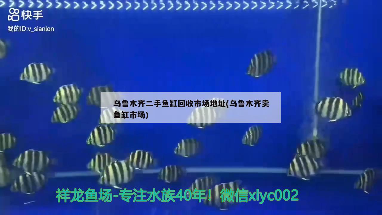 烏魯木齊二手魚缸回收市場(chǎng)地址(烏魯木齊賣魚缸市場(chǎng)) 女王大帆魚苗