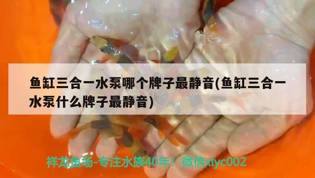 魚(yú)缸三合一水泵哪個(gè)牌子最靜音(魚(yú)缸三合一水泵什么牌子最靜音) 羽毛刀魚(yú)苗