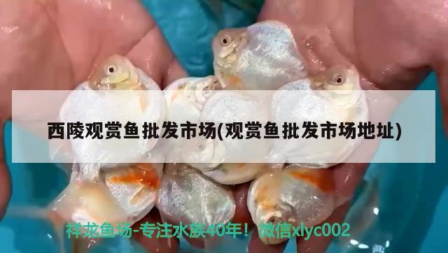 西陵觀賞魚批發(fā)市場(觀賞魚批發(fā)市場地址)