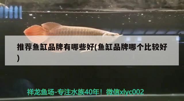 推薦魚缸品牌有哪些好(魚缸品牌哪個(gè)比較好) 銀古魚苗