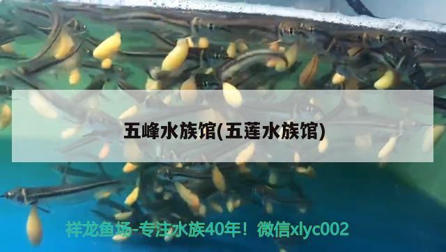 五峰水族館(五蓮水族館) 祥龍傳奇品牌魚(yú)缸