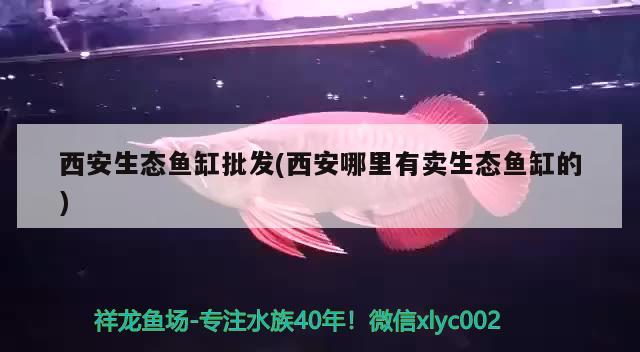 西安生態(tài)魚(yú)缸批發(fā)(西安哪里有賣(mài)生態(tài)魚(yú)缸的) 藍(lán)帆三間魚(yú)