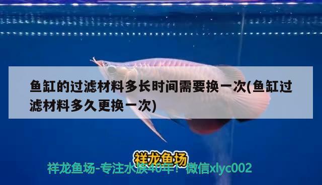 魚缸的過濾材料多長時間需要換一次(魚缸過濾材料多久更換一次) 申古銀版魚