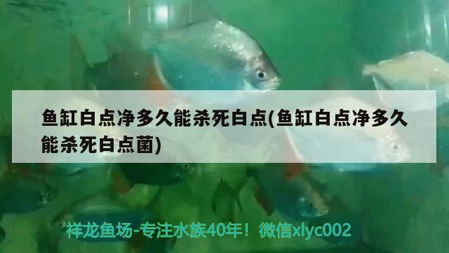 魚缸白點凈多久能殺死白點(魚缸白點凈多久能殺死白點菌) 撒旦鴨嘴魚