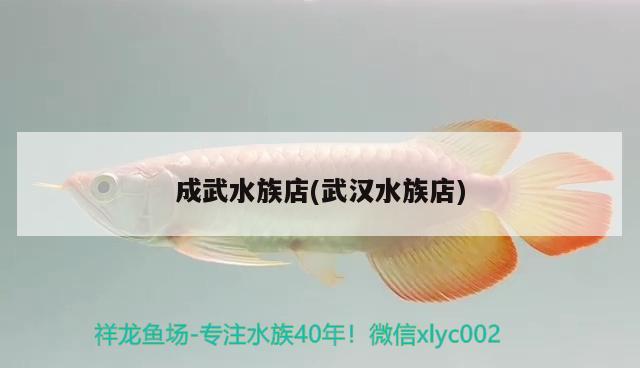 成武水族店(武漢水族店) 星點(diǎn)金龍魚(yú)