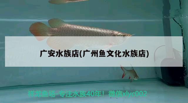 廣安水族店(廣州魚文化水族店) 皇冠黑白魟魚