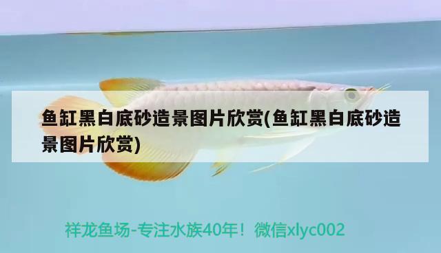 魚缸黑白底砂造景圖片欣賞(魚缸黑白底砂造景圖片欣賞) 祥龍龍魚專用水族燈