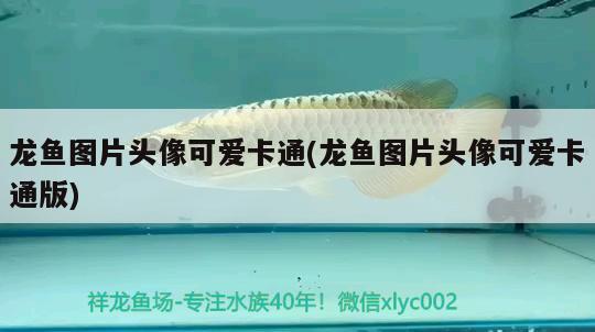 龍魚(yú)圖片頭像可愛(ài)卡通(龍魚(yú)圖片頭像可愛(ài)卡通版) 豹紋夫魚(yú)苗