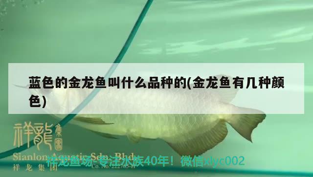 藍(lán)色的金龍魚叫什么品種的(金龍魚有幾種顏色) 黑桃A魚