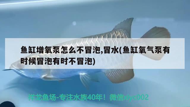 魚缸增氧泵怎么不冒泡,冒水(魚缸氧氣泵有時候冒泡有時不冒泡) 二氧化碳設(shè)備