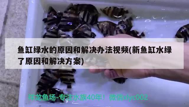 魚缸綠水的原因和解決辦法視頻(新魚缸水綠了原因和解決方案) 魚缸水質(zhì)穩(wěn)定劑