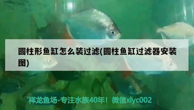 圓柱形魚缸怎么裝過濾(圓柱魚缸過濾器安裝圖) 銀龍魚百科