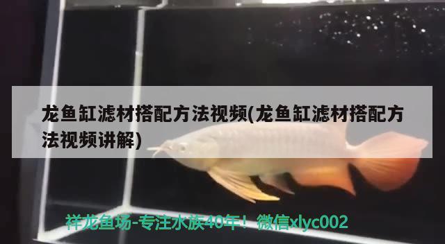 龍魚(yú)缸濾材搭配方法視頻(龍魚(yú)缸濾材搭配方法視頻講解)