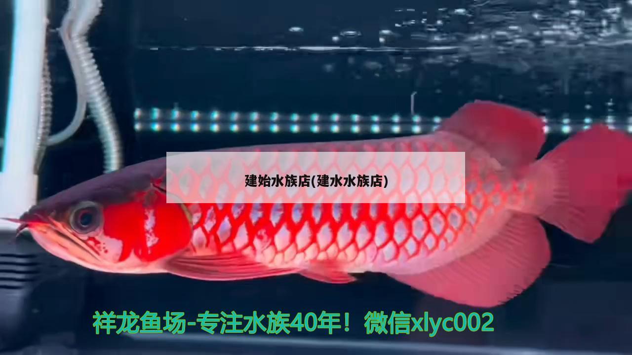 建始水族店(建水水族店) 薩伊藍(lán)魚