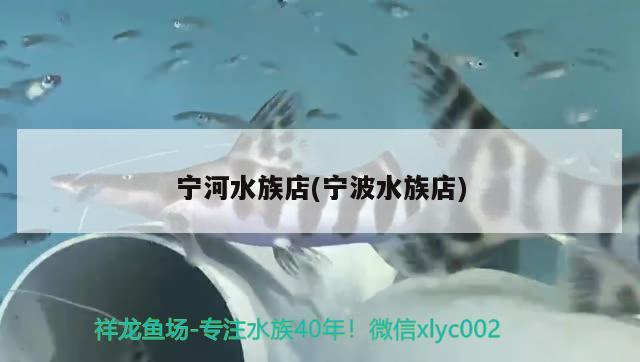 寧河水族店(寧波水族店) 硝化細(xì)菌