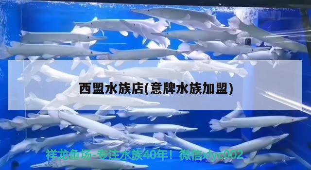 西盟水族店(意牌水族加盟) 杰西卡恐龍魚