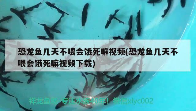 恐龍魚幾天不喂會(huì)餓死嘛視頻(恐龍魚幾天不喂會(huì)餓死嘛視頻下載) 廣州觀賞魚批發(fā)市場(chǎng)