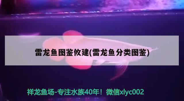 雷龍魚(yú)圖鑒攸建(雷龍魚(yú)分類(lèi)圖鑒)