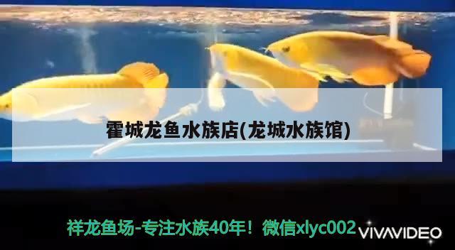 霍城龍魚(yú)水族店(龍城水族館) 委內(nèi)瑞拉奧里諾三間魚(yú)