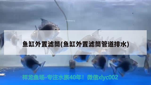 魚缸外置濾筒(魚缸外置濾筒管道排水) 福魟魟魚