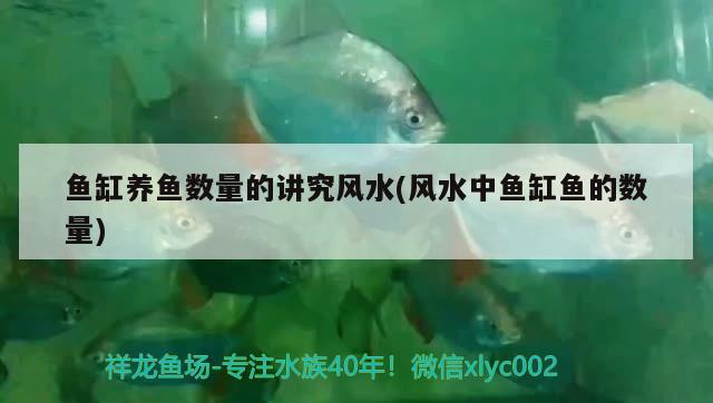 魚(yú)缸養(yǎng)魚(yú)數(shù)量的講究風(fēng)水(風(fēng)水中魚(yú)缸魚(yú)的數(shù)量) 魚(yú)缸風(fēng)水