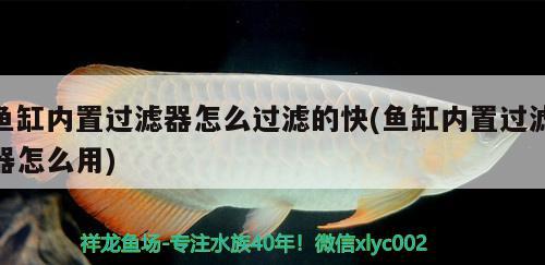 魚(yú)缸內(nèi)置過(guò)濾器怎么過(guò)濾的快(魚(yú)缸內(nèi)置過(guò)濾器怎么用)