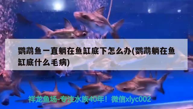 鸚鵡魚一直躺在魚缸底下怎么辦(鸚鵡躺在魚缸底什么毛病)