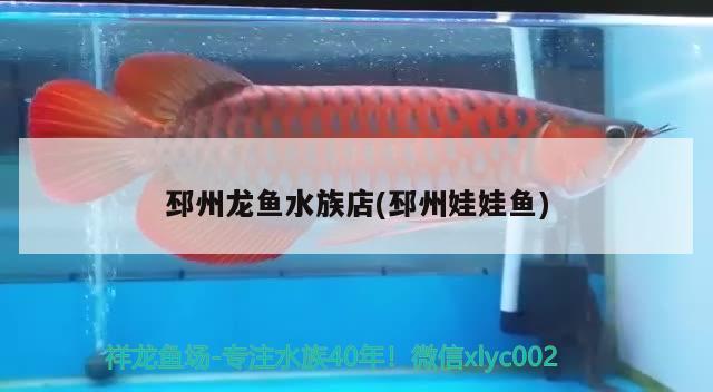 邳州龍魚水族店(邳州娃娃魚) 飛鳳魚