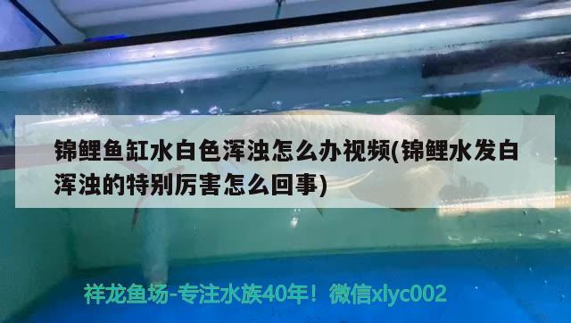 錦鯉魚(yú)缸水白色渾濁怎么辦視頻(錦鯉水發(fā)白渾濁的特別厲害怎么回事) 可麗愛(ài)魚(yú)缸