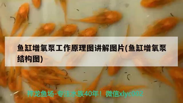 魚缸增氧泵工作原理圖講解圖片(魚缸增氧泵結(jié)構(gòu)圖) 海象魚