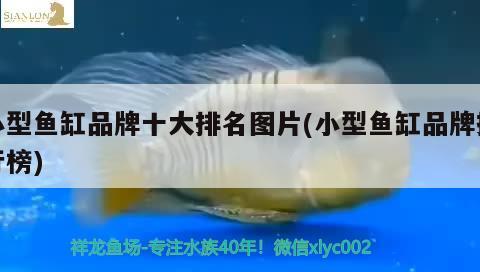 小型魚缸品牌十大排名圖片(小型魚缸品牌排行榜)