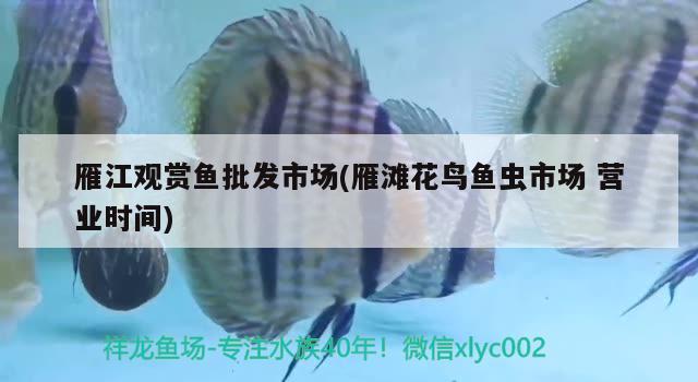 雁江觀賞魚批發(fā)市場(雁灘花鳥魚蟲市場營業(yè)時間) 觀賞魚批發(fā)