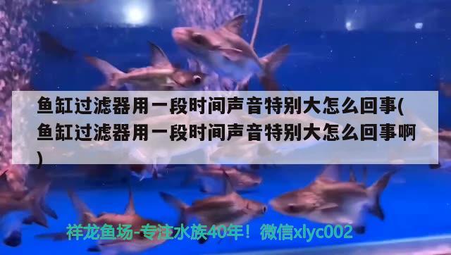 魚缸過濾器用一段時間聲音特別大怎么回事(魚缸過濾器用一段時間聲音特別大怎么回事啊) 魚缸/水族箱