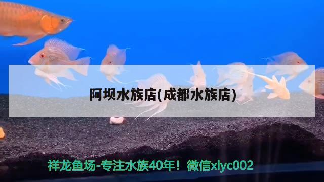 阿壩水族店(成都水族店) 短身紅龍魚(yú)