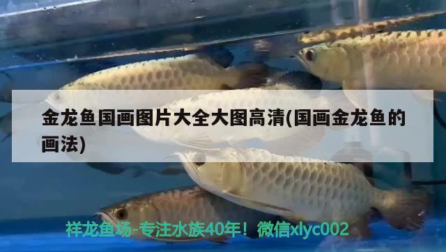 金龍魚國畫圖片大全大圖高清(國畫金龍魚的畫法)