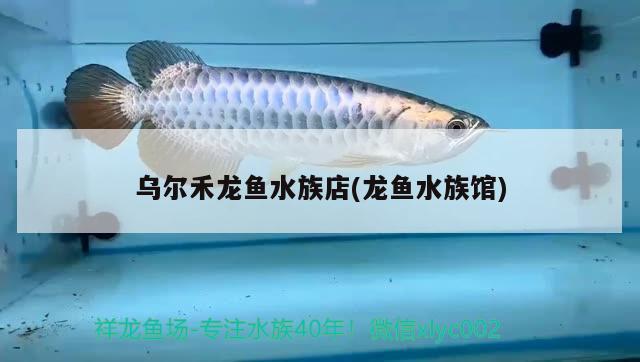 烏爾禾龍魚水族店(龍魚水族館) 熊貓異形魚L46